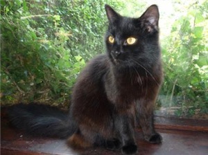 black cat Cats Protection Epsom Ewell animal charity.jpg black cat Cats Protection Epsom Ewell animal charity.jpg
